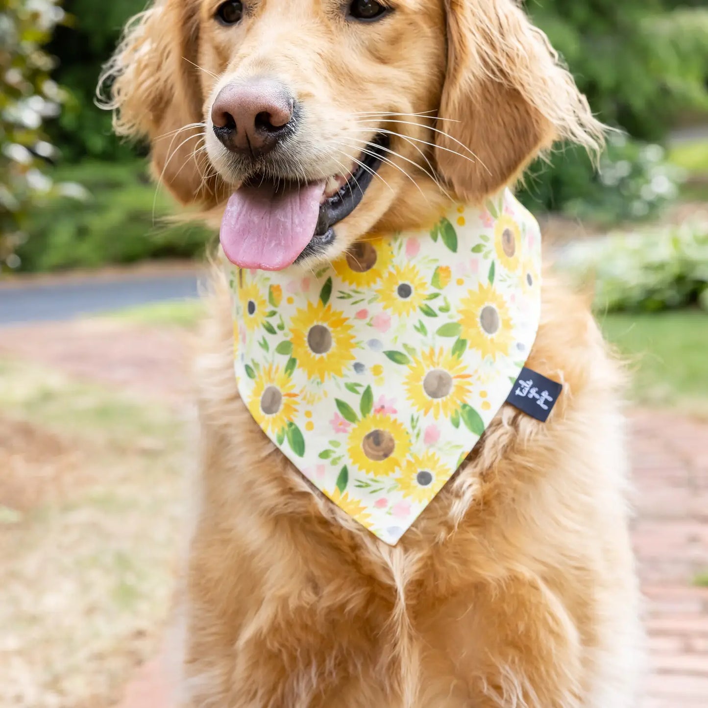 Sunflower Dog Bandana
