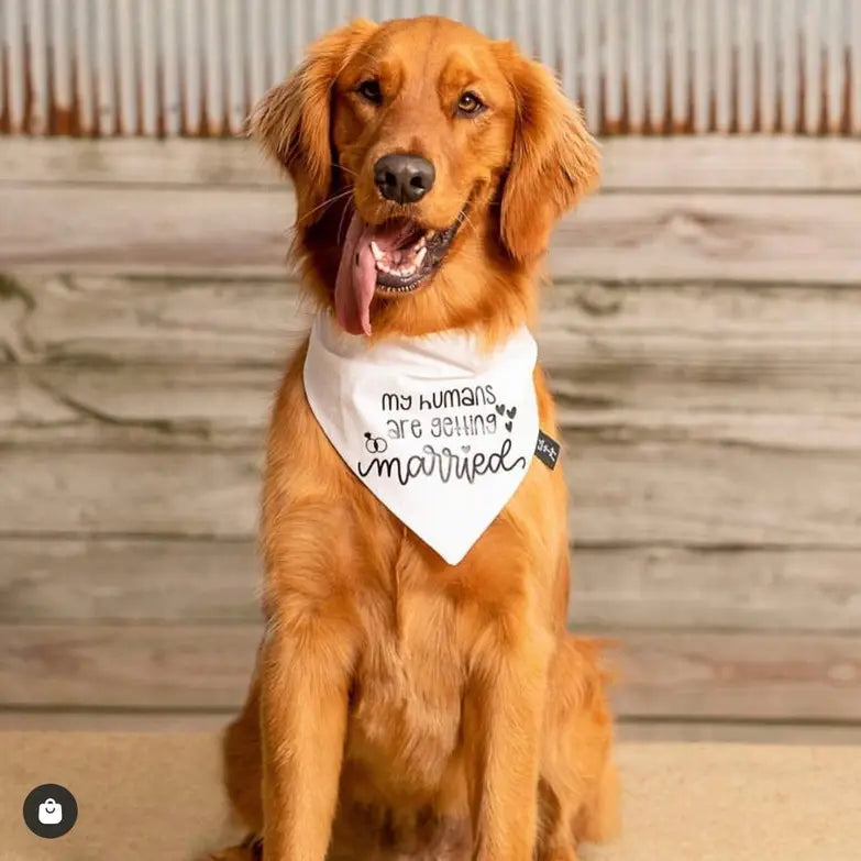 My Humans Are Getting Married Dog Bandana